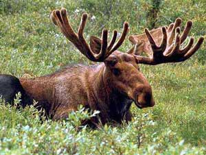 Bullwinkle